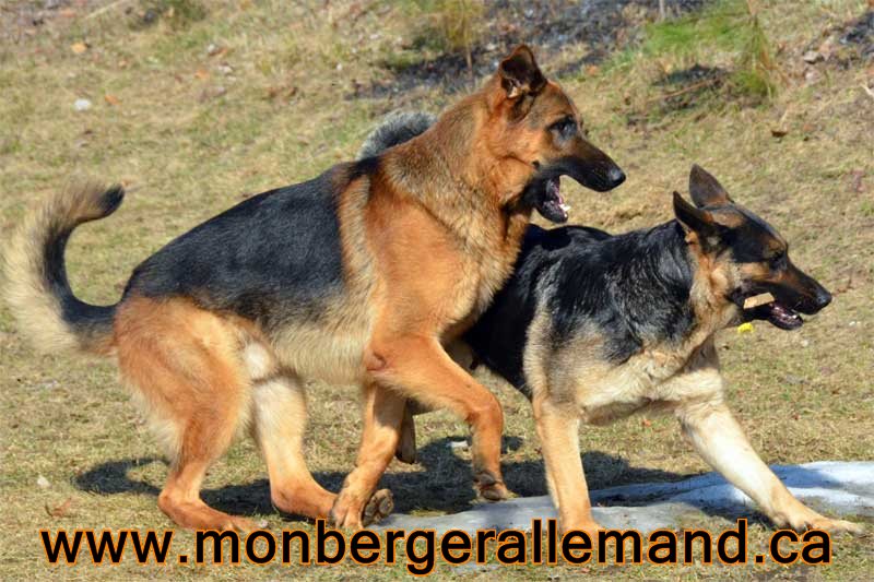 Vidal et Lady - 20 Mars 2012 - Berger allemand de grande lignées