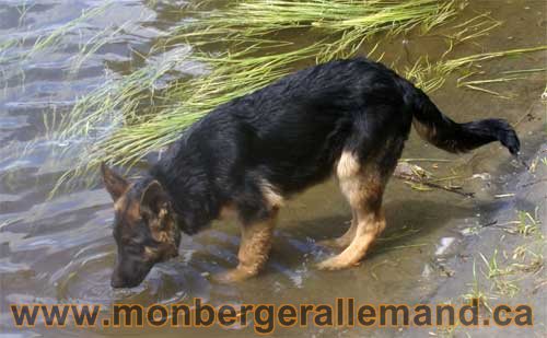 Big Le Terrible Vom Cuenin chiot de 5 mois a la rivière - Chiot berger allemand de grande lignée