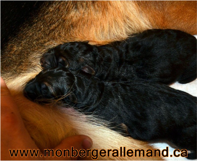 2 males, Chiots berger allemand a Harley né 2 decembre 2012