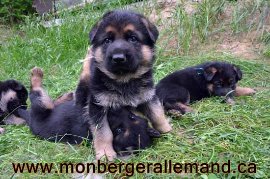 Chiot berger allemand a Lady 1 mois de vie