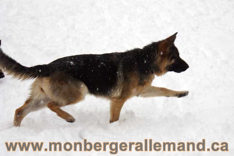 Roxy - Les chiens dans la neige - Nos Berger allemand - Quebec montreal gatineau ottawa german Shepherd