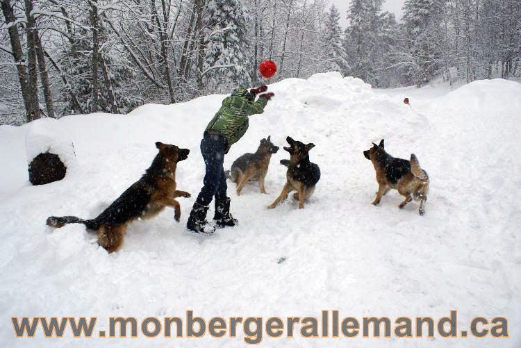 Nos Berger allemand - Mars 2011 Grosse tempete de neige