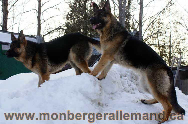 Chiots et chien berger allemand  - 15 mars 2011