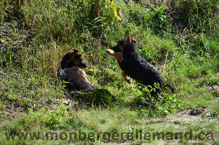 Chiots et Chien berger allemand de grnde lignées - Outaouais Laurentides 26 Aout 2011