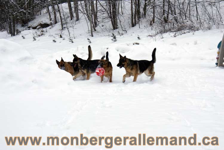 Nos chiens berger allemand - Chiot Berger Allemand a vendre regulierement - Québec, Canada , Montreal , gatineau sherbrooke, mirabel, lanaudière, laurentides, estrie et plus.