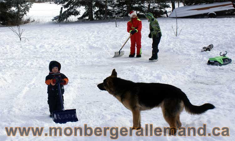 Berger allemand 2011 -  OPutaouais, Laurentides, de Montreal a sherbrooke,  de l'estrie a la monteregie Québec, Canada