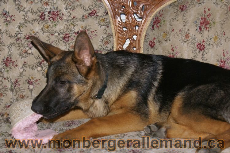Berger allemand 2011 - Chiots et chien de grande lignées