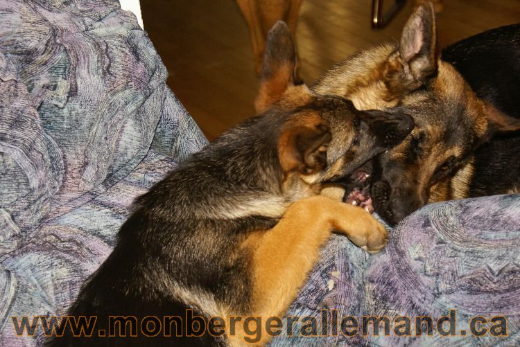 Berger allemand 2011 - Chiots et chien de grande lignées
