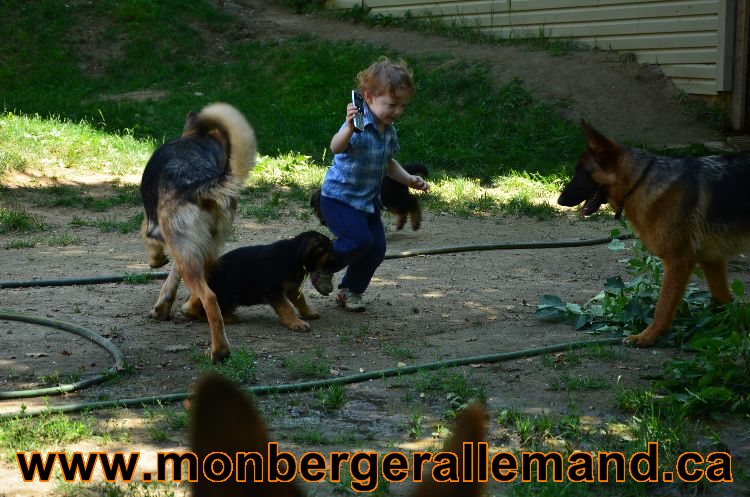 Chiots Roxy 12 aout 2011- Magnifique berger allemand !