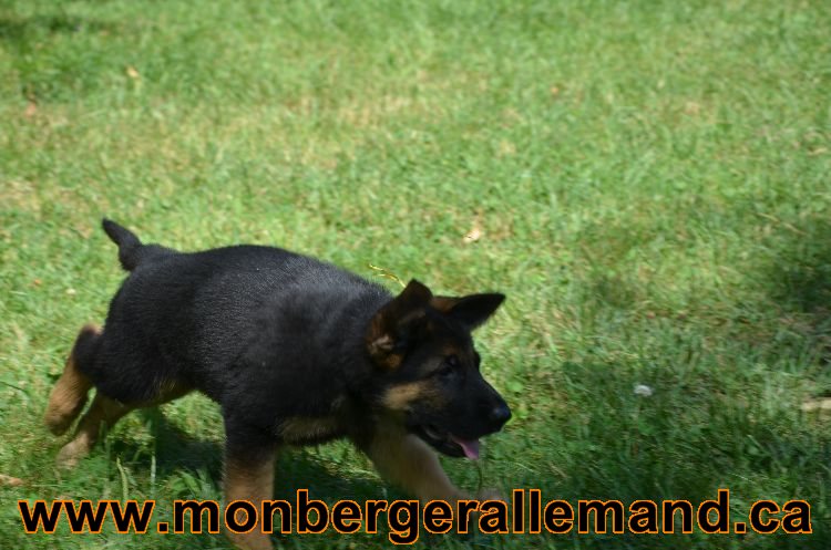 Chiots Roxy 12 aout 2011- Magnifique berger allemand !