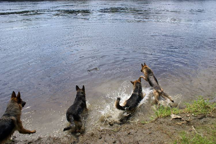 Nos chiots et chien berger allemand - 17 juillet 2011