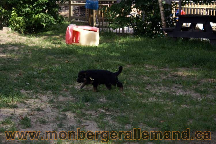 Les chiots et chien berger allemand - 16 juillet 2011