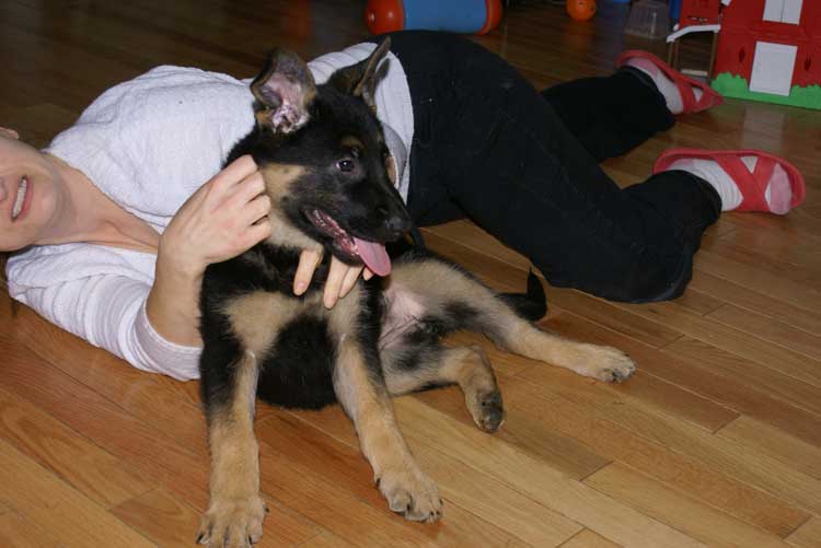 Chiot berger allemand a vendre femelle 7 Novembre 2010 - La petite dernière