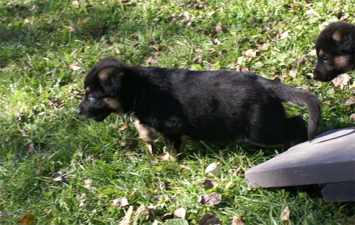 Chiot Bleu clair berger allemand 11 octobre 2010