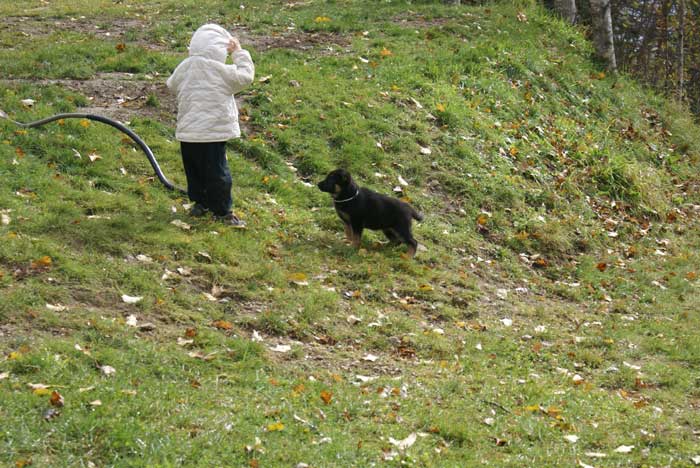 Chiot berger allemand Blanc