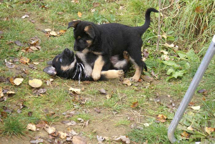 Chiot berger allemand Blanc