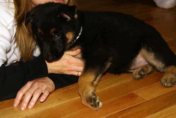 Chiots Berger allemand Blanc