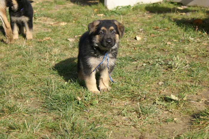 Chiot berger Allemand  "Flic" 22 et 23 Octobre 2010