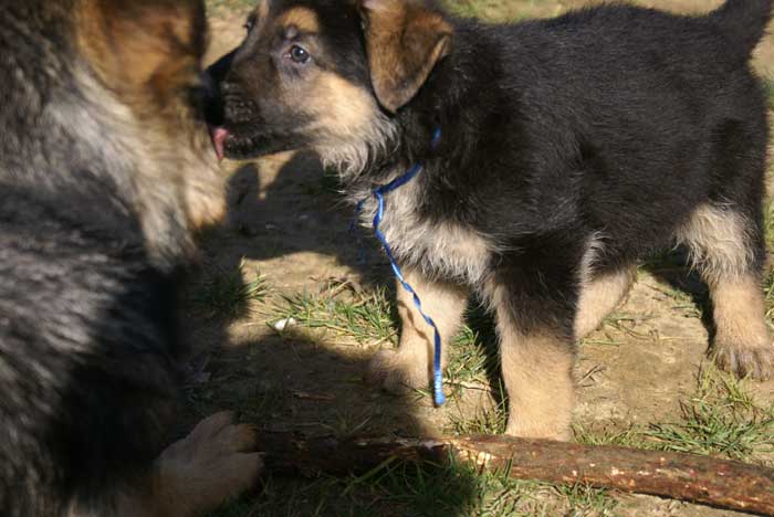 Chiot berger Allemand  "Flic" 22 et 23 Octobre 2010