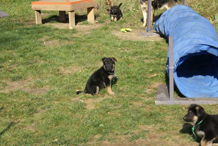 Chiot berger Allemand bleu clair 22 et 23 Octobre 2010