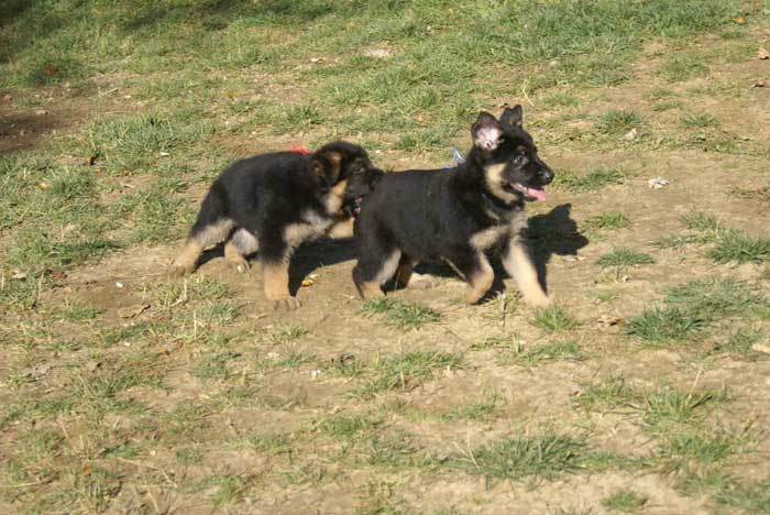 Chiot berger Allemand bleu clair 22 et 23 Octobre 2010