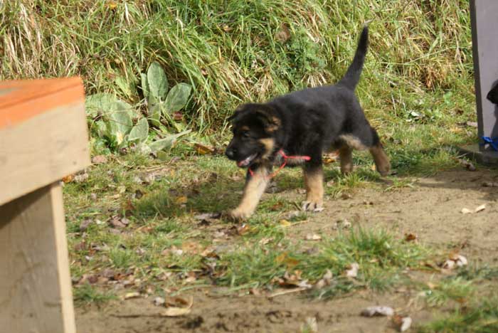 Chiot berger Allemand Rouge 22 et 23 Octobre 2010