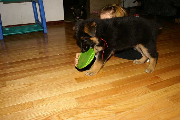 Chiot berger Allemand Rouge 22 et 23 Octobre 2010