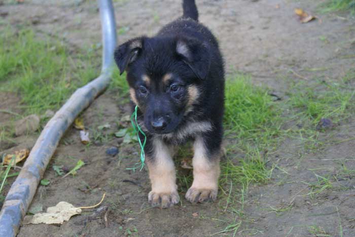 Chiot berger Allemand Vert 22 et 23 Octobre 2010