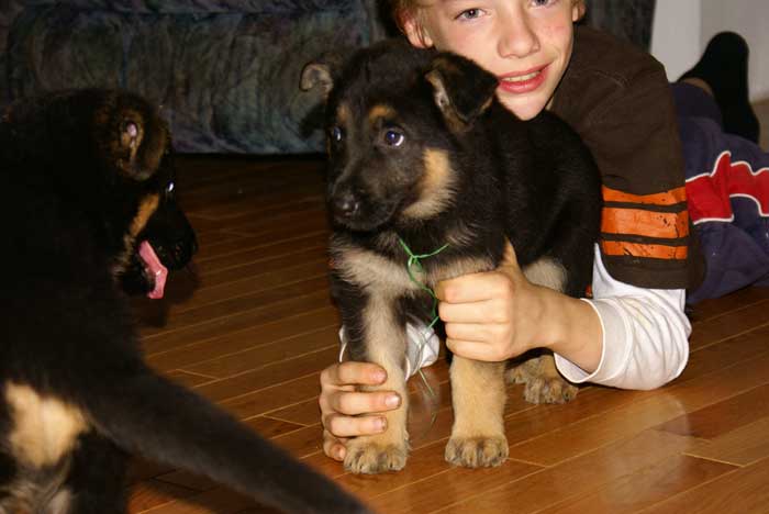 Chiot berger Allemand Vert 22 et 23 Octobre 2010