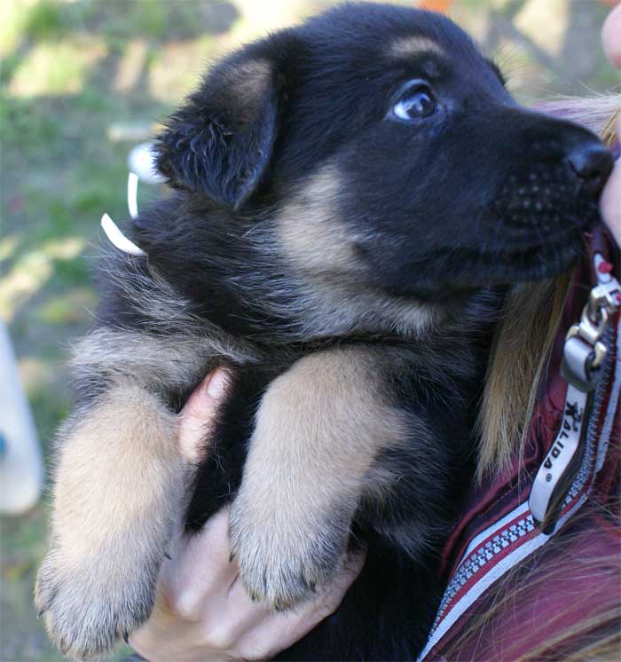 Chiots berger Allemand - German Shepherd