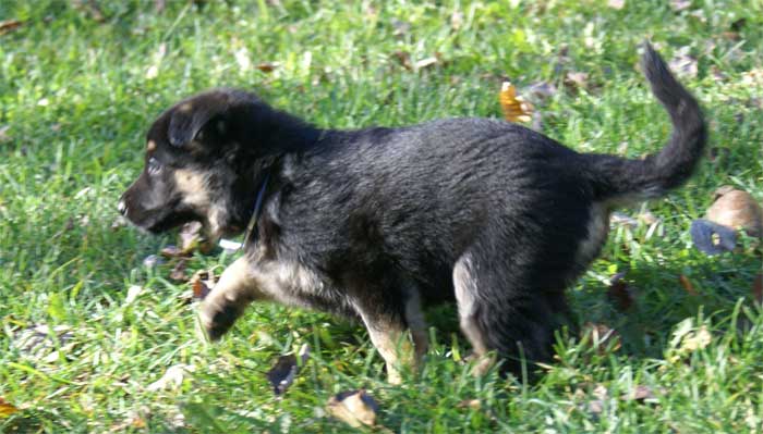 Chiots berger Allemand - German Shepherd