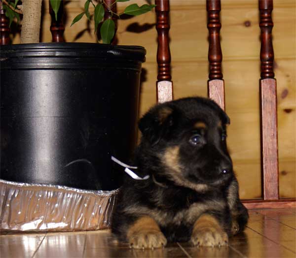 Chiot berger allemand - German Shepherd