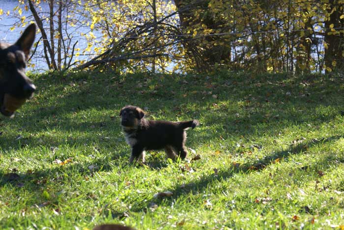 Chiots berger Allemand - German Shepherd