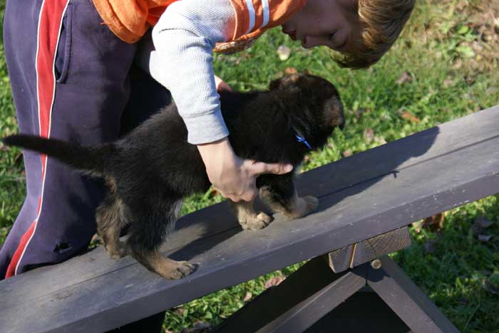 Chiots berger Allemand - German Shepherd