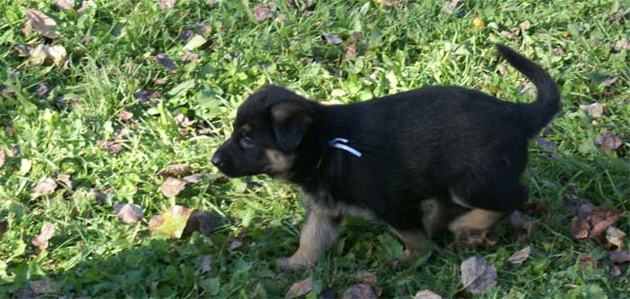 Chiots berger Allemand - German Shepherd