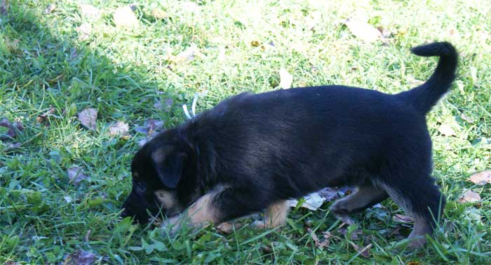 Chiots berger Allemand - German Shepherd