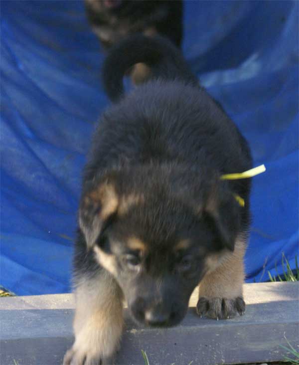 Chiots berger Allemand - German Shepherd