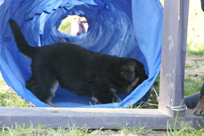 Chiots berger Allemand - German Shepherd