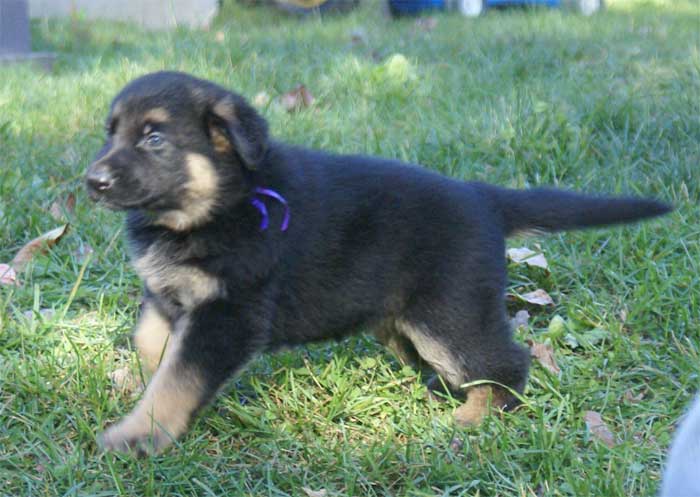 Chiots berger Allemand - German Shepherd