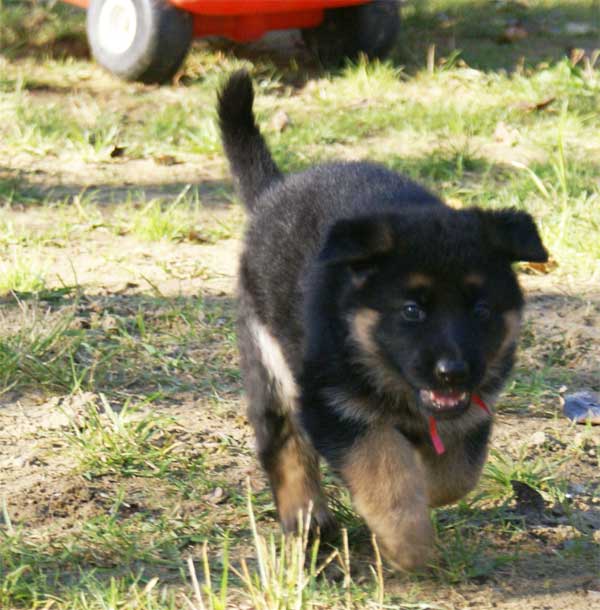 Chiots berger Allemand - German Shepherd