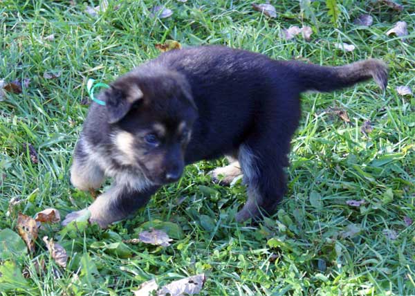 Chiots berger Allemand - German Shepherd