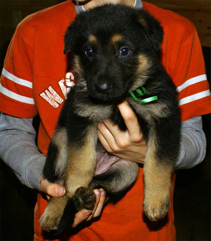 Chiot Berger allemand - German Shepherd