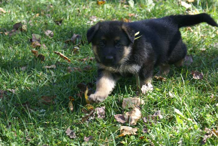 Chiot Jaune berger allemand 11 octobre 2010