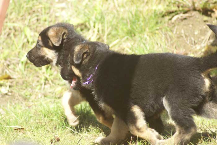 Chiot berger Allemand  mauve 16 et 17 Octobre 2010