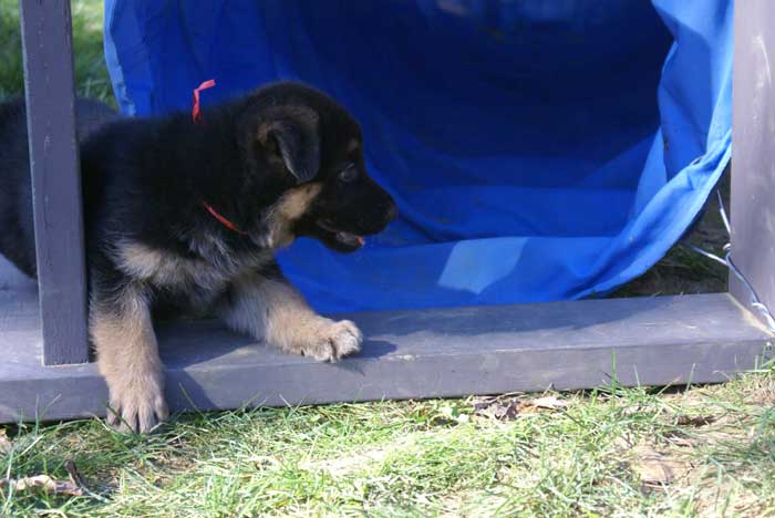 Chiot Rouge berger allemand 11 octobre 2010