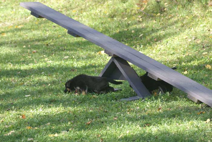 Chiot berger Allemand  Rauge 16 et 17 Octobre 2010