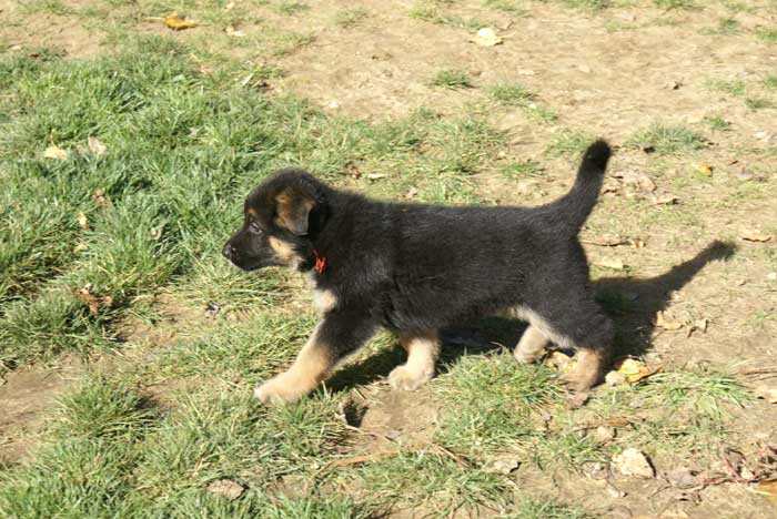 Chiot berger Allemand  Rauge 16 et 17 Octobre 2010