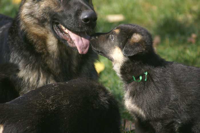 Chiot berger Allemand  Vert 16 et 17 Octobre 2010