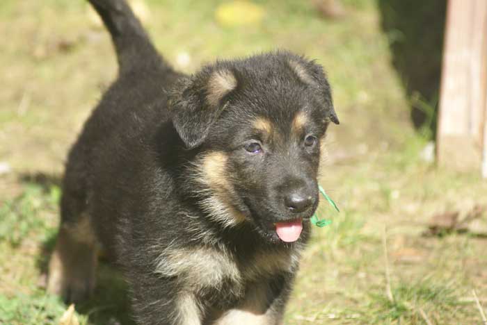 Chiot berger Allemand  Vert 16 et 17 Octobre 2010