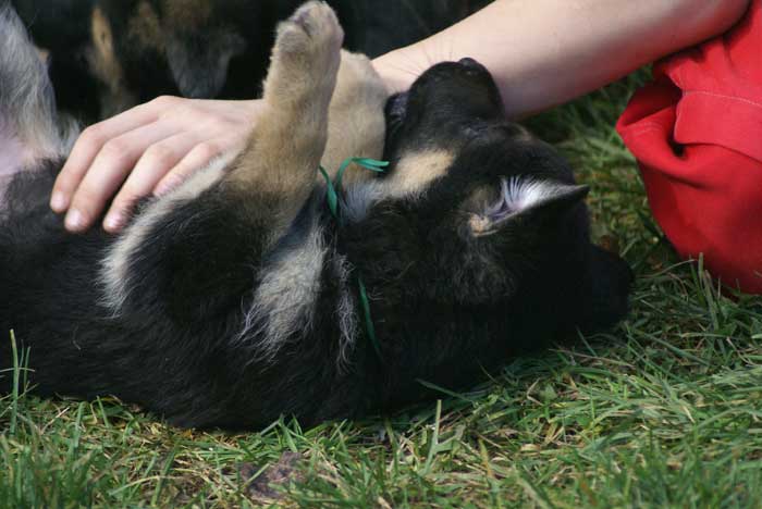 Chiot berger Allemand  Vert 16 et 17 Octobre 2010